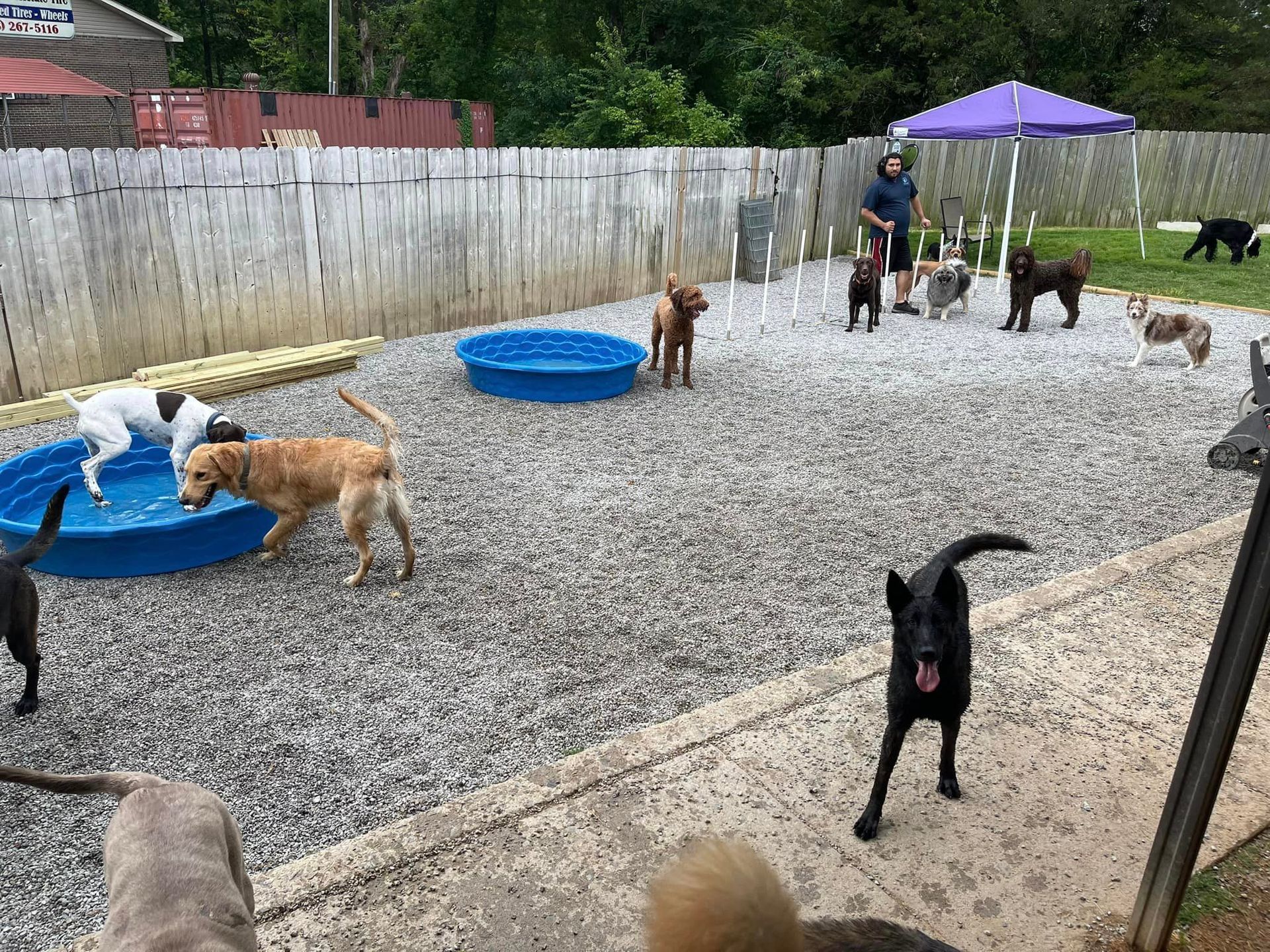 Luxury dog spa in Chattanooga TN – Pampered pup enjoying a bath
