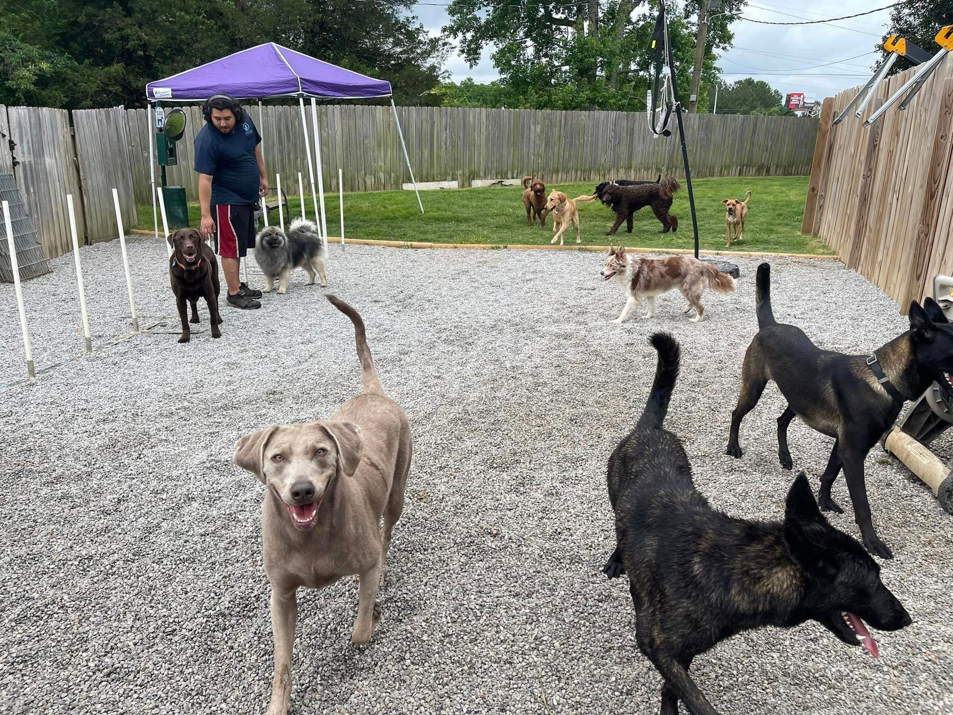 Spacious and safe dog play areas at PetQuest Spa and Hotel in Chattanooga, TN.