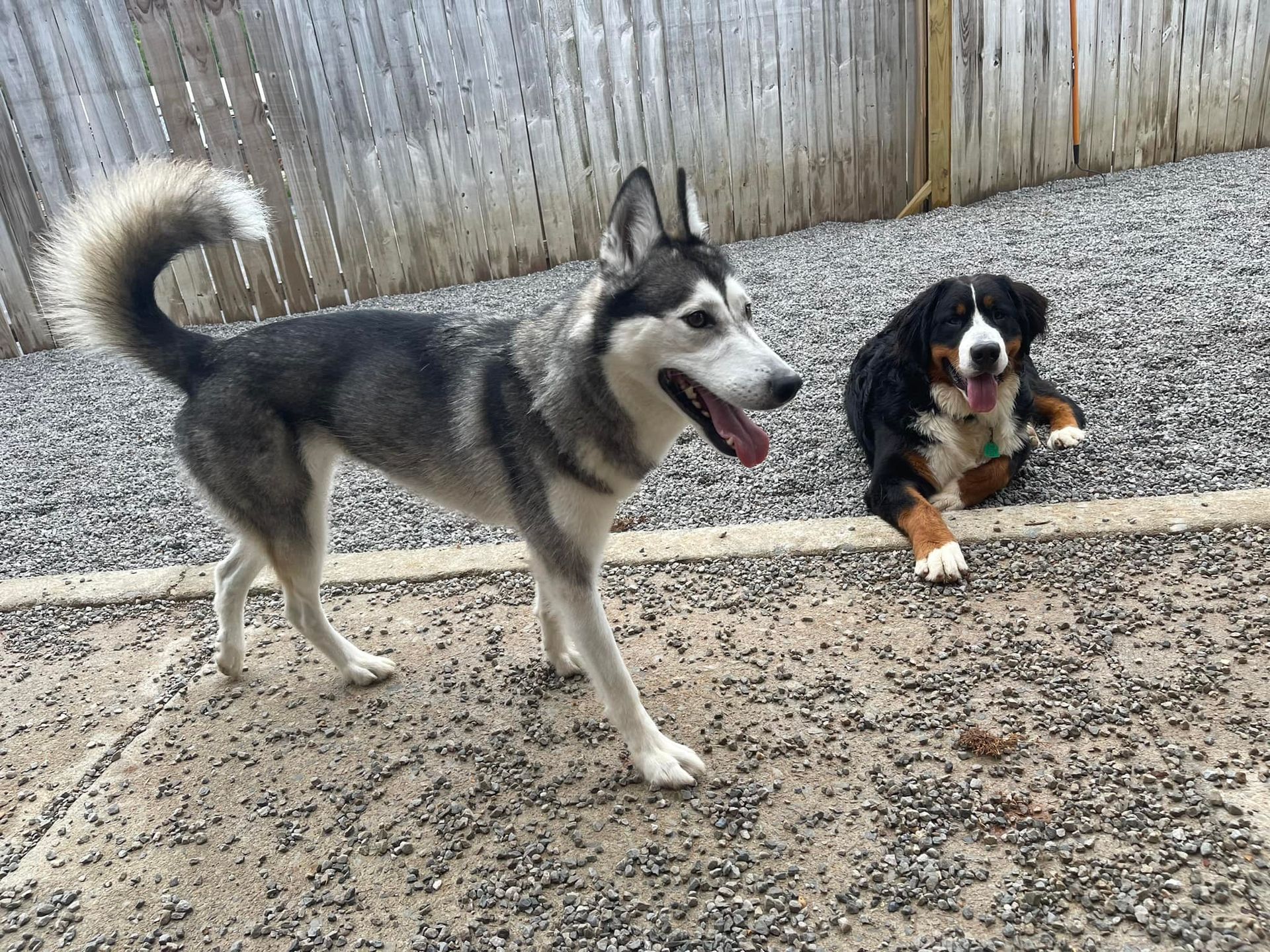 Professional Pet Spa and Grooming in Chattanooga TN