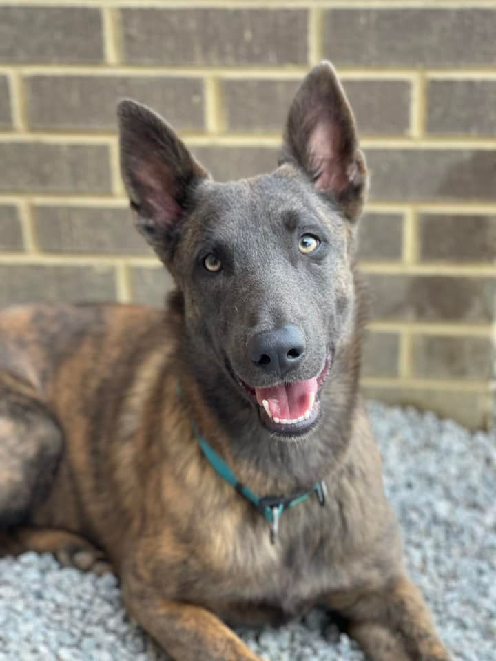 Best pet spa in Chattanooga TN – Relaxing grooming session
