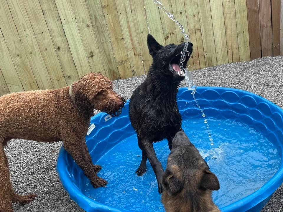 Mobile pet grooming in Chattanooga TN – Grooming at your doorstep
