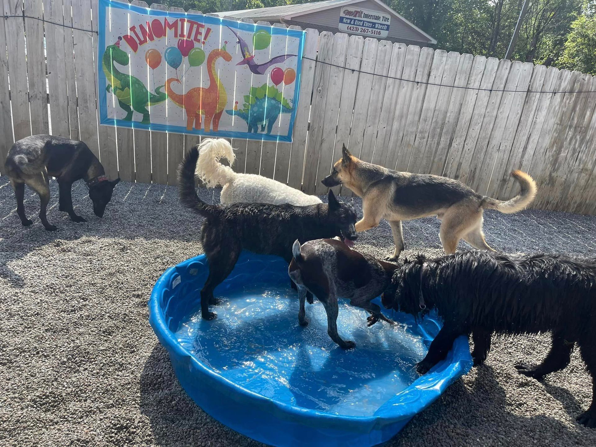 Self-wash pet stations in Chattanooga TN – Easy DIY pet cleaning
