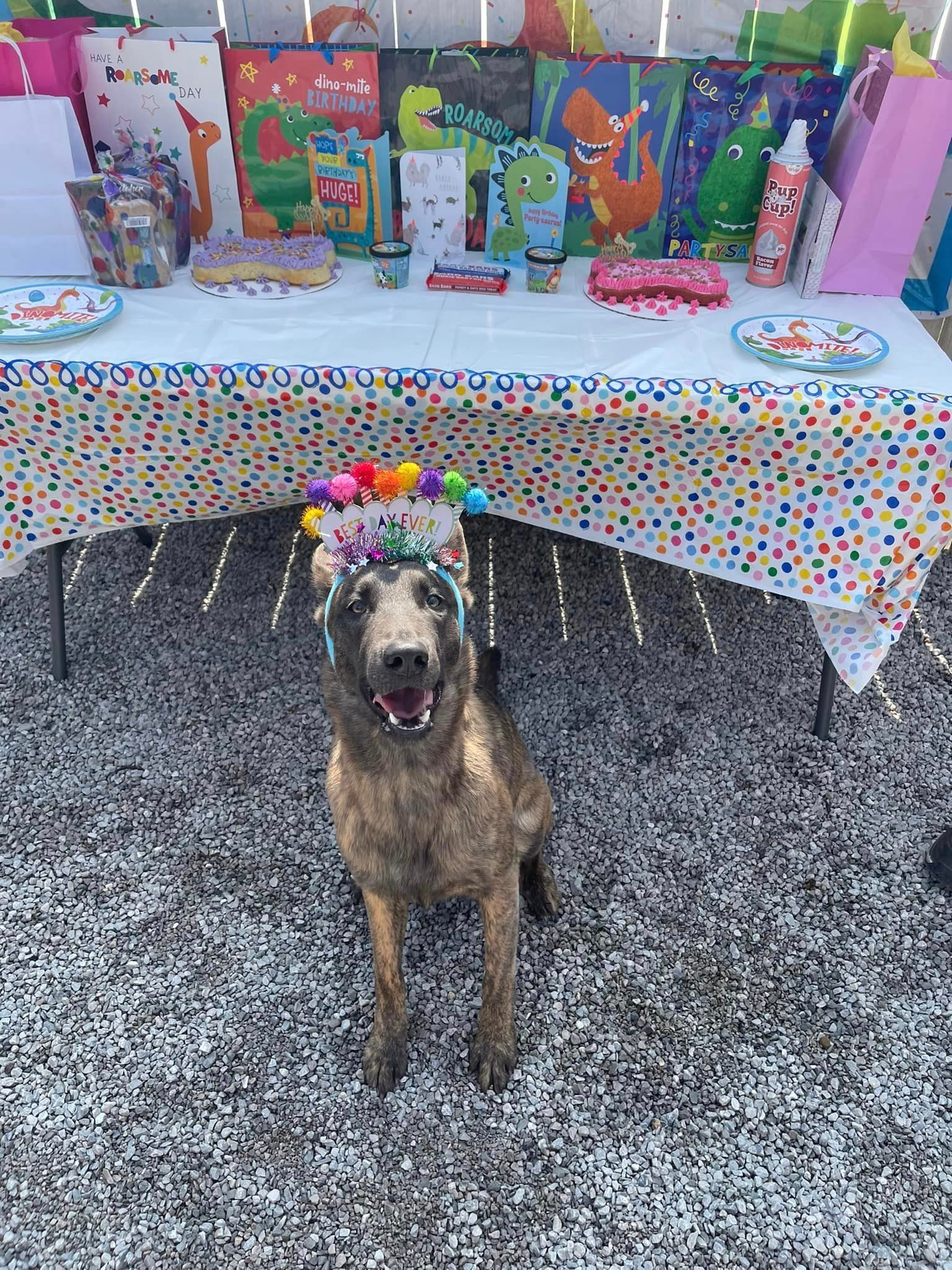 Luxurious pet hotel accommodations with premium amenities in Chattanooga, TN.