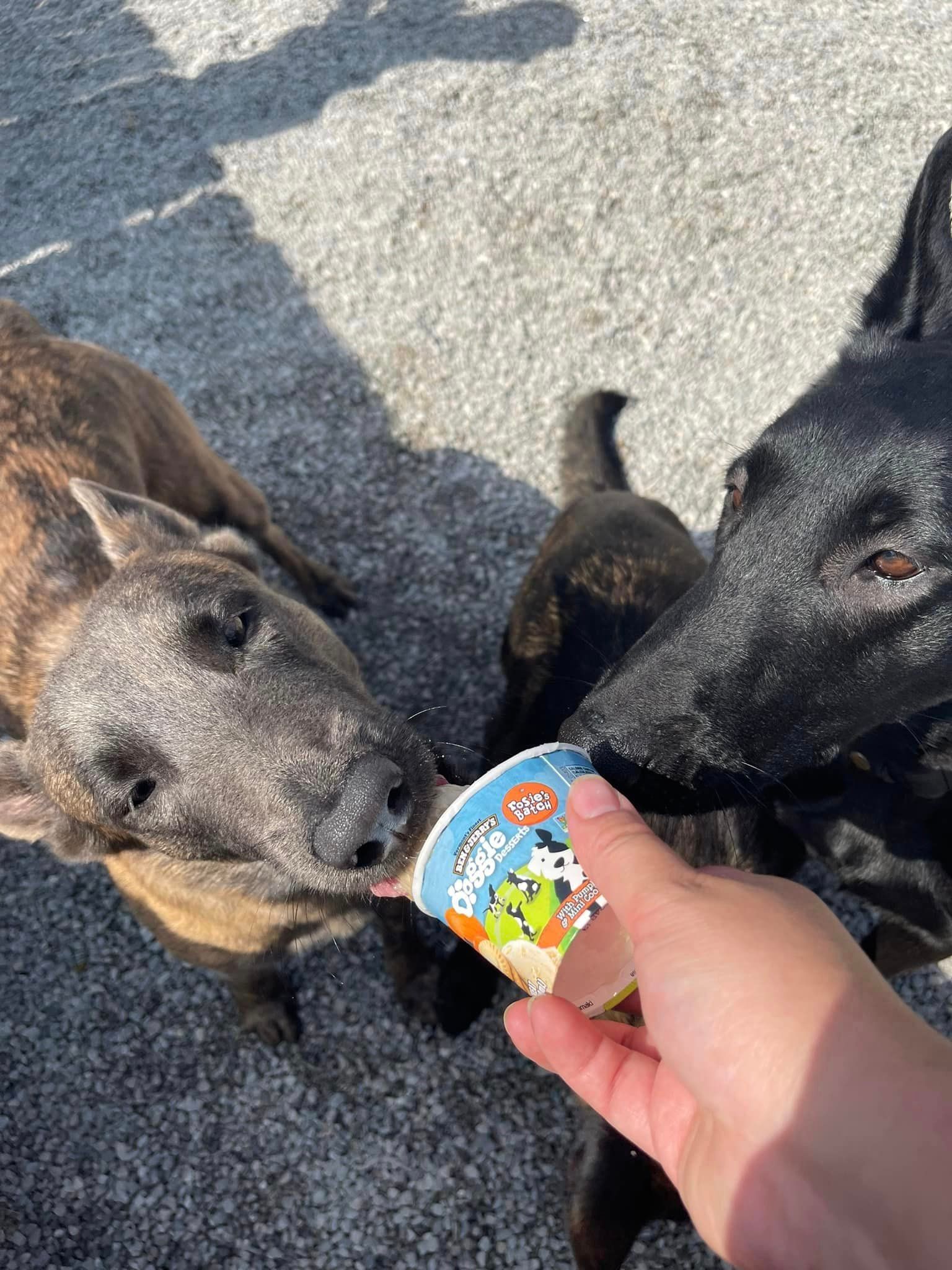 Dog daycare services in Chattanooga TN – Playtime at PetQuest Spa
