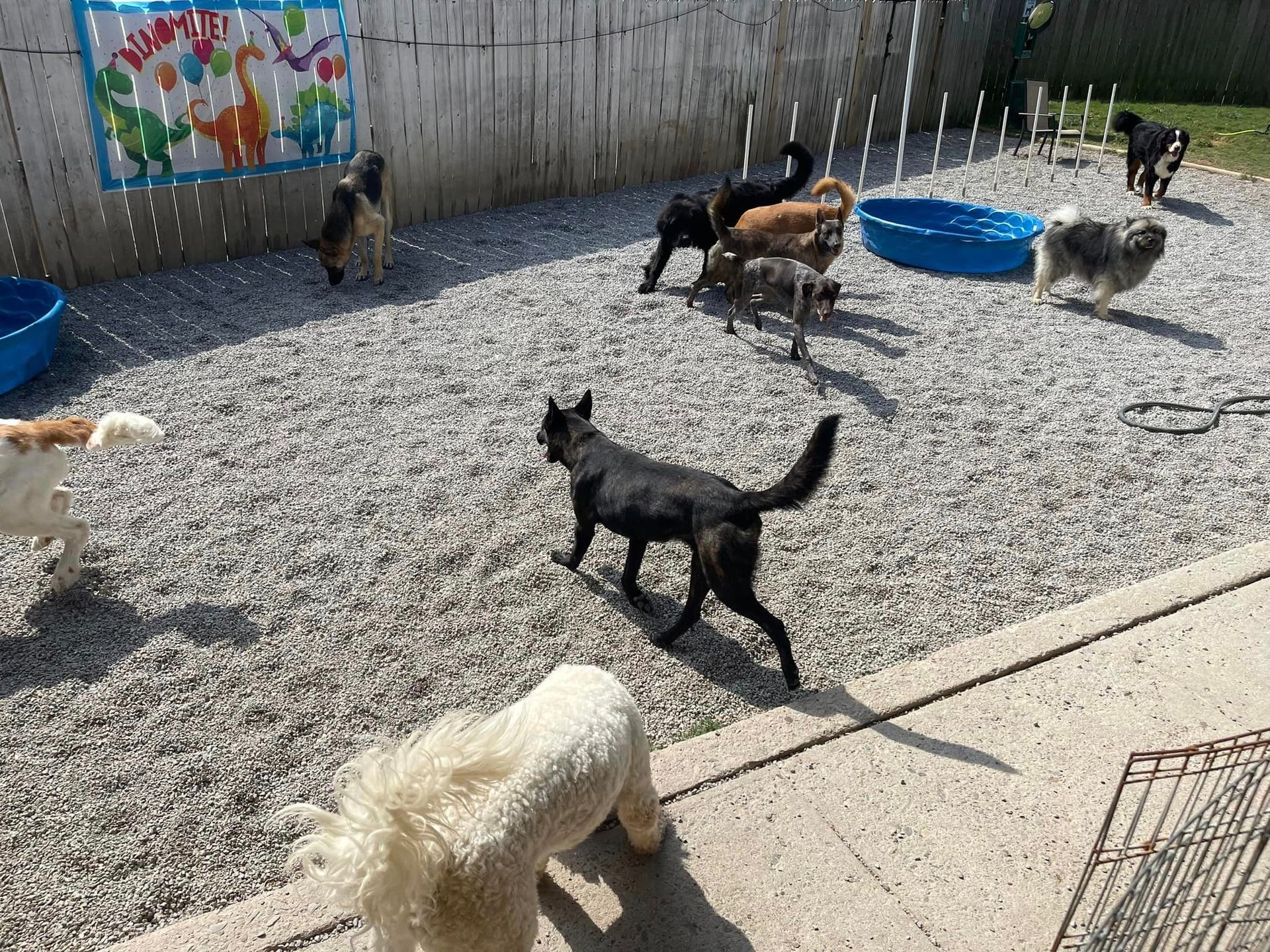 ailored pet care services designed for your pet’s needs in Chattanooga, TN.