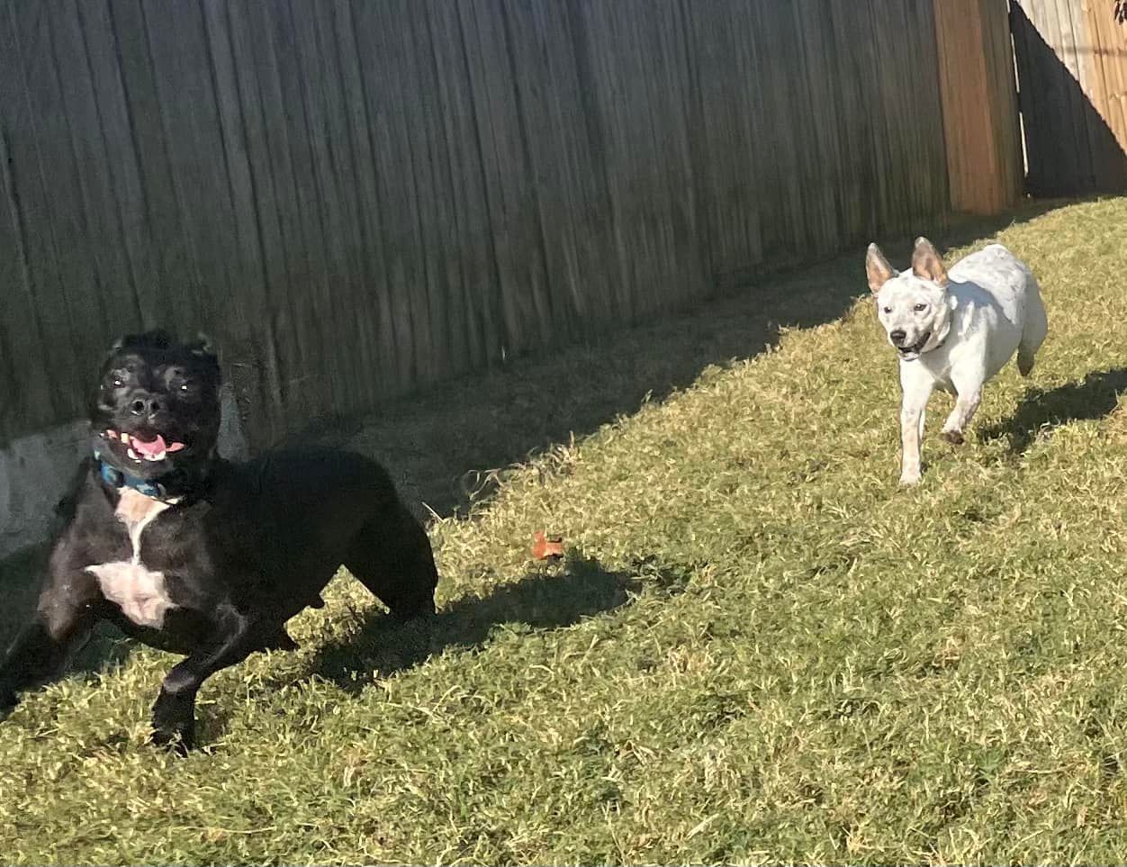 Round-the-clock veterinary services for emergency pet care in Chattanooga, TN.