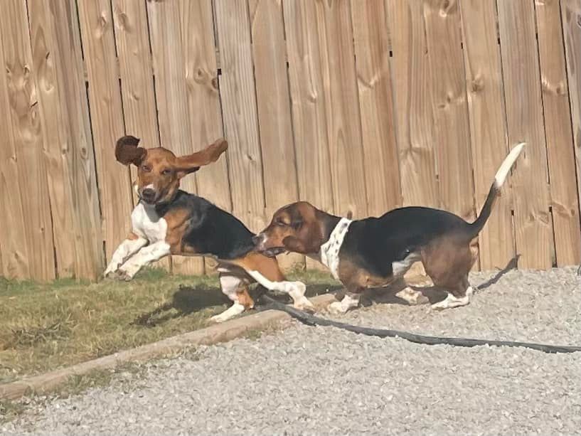 Top Pet Groomers Near Me in Chattanooga TN
