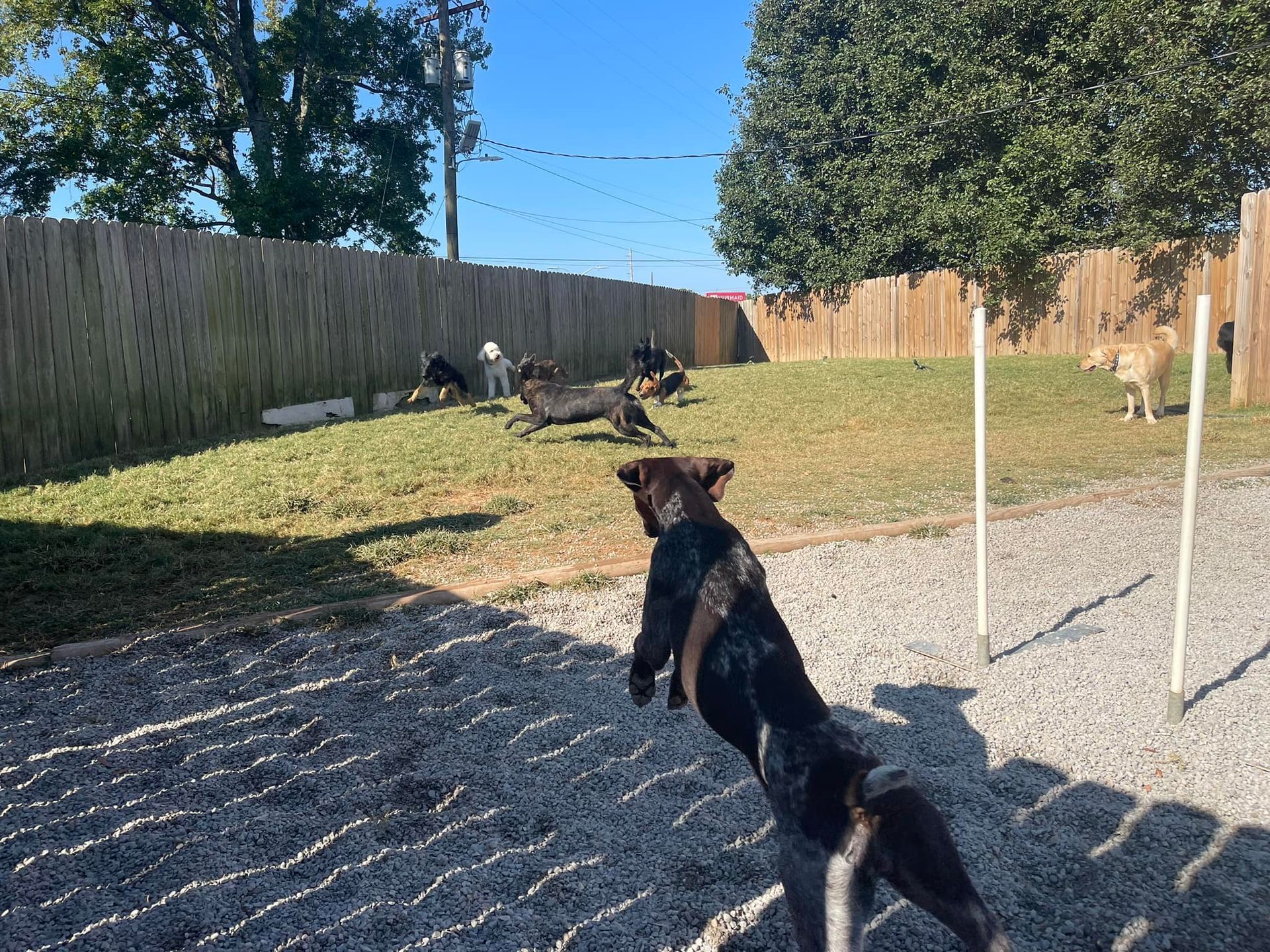 Dog Grooming and Spa Services in Chattanooga TN