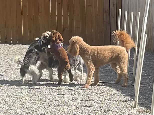 Mobile Pet Grooming Chattanooga TN
