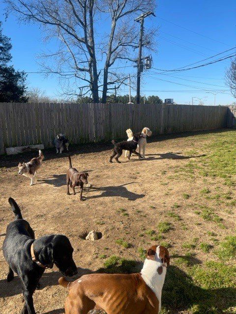 PetQuest Spa and Hotel gallery – Happy pets at our facility
