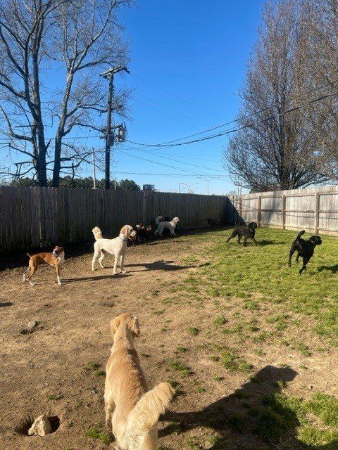 Dog daycare Chattanooga TN – Socializing and playing at the facility
