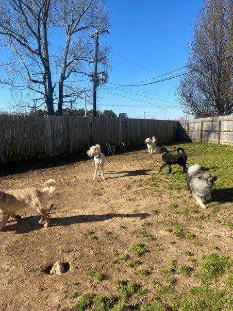 Exotic pet care in Chattanooga TN – Specialized reptile enclosures
