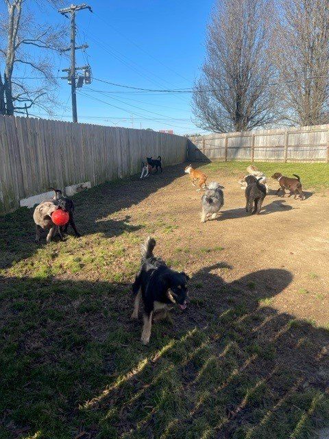 Pet grooming Chattanooga TN – Happy dog after a grooming session
