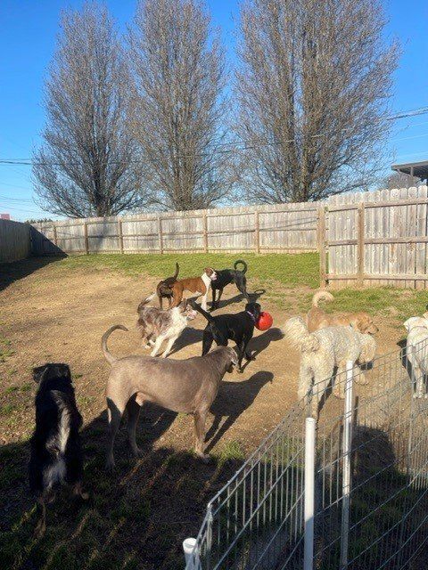 Pet obedience training Chattanooga TN – Trainer working with a puppy
