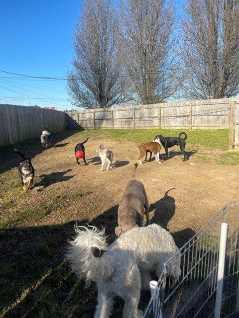 Pet daycare reviews Chattanooga TN – Happy customers with pets
