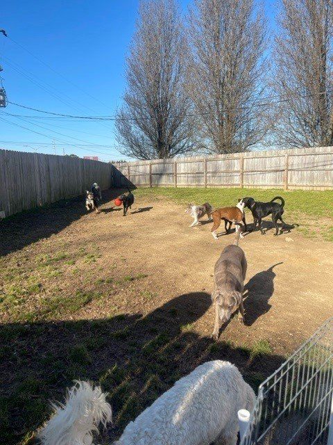 Pet grooming transformation Chattanooga TN – Before and after grooming
