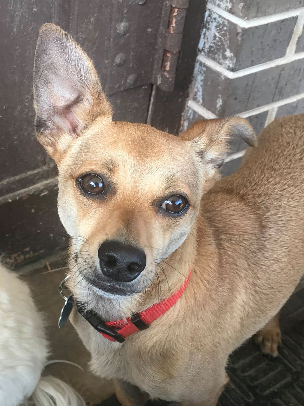 Affordable Dog Grooming Services Chattanooga TN
