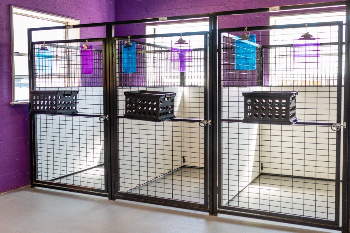 PetQuest-Spa-and-Hotel-FB-photos-7