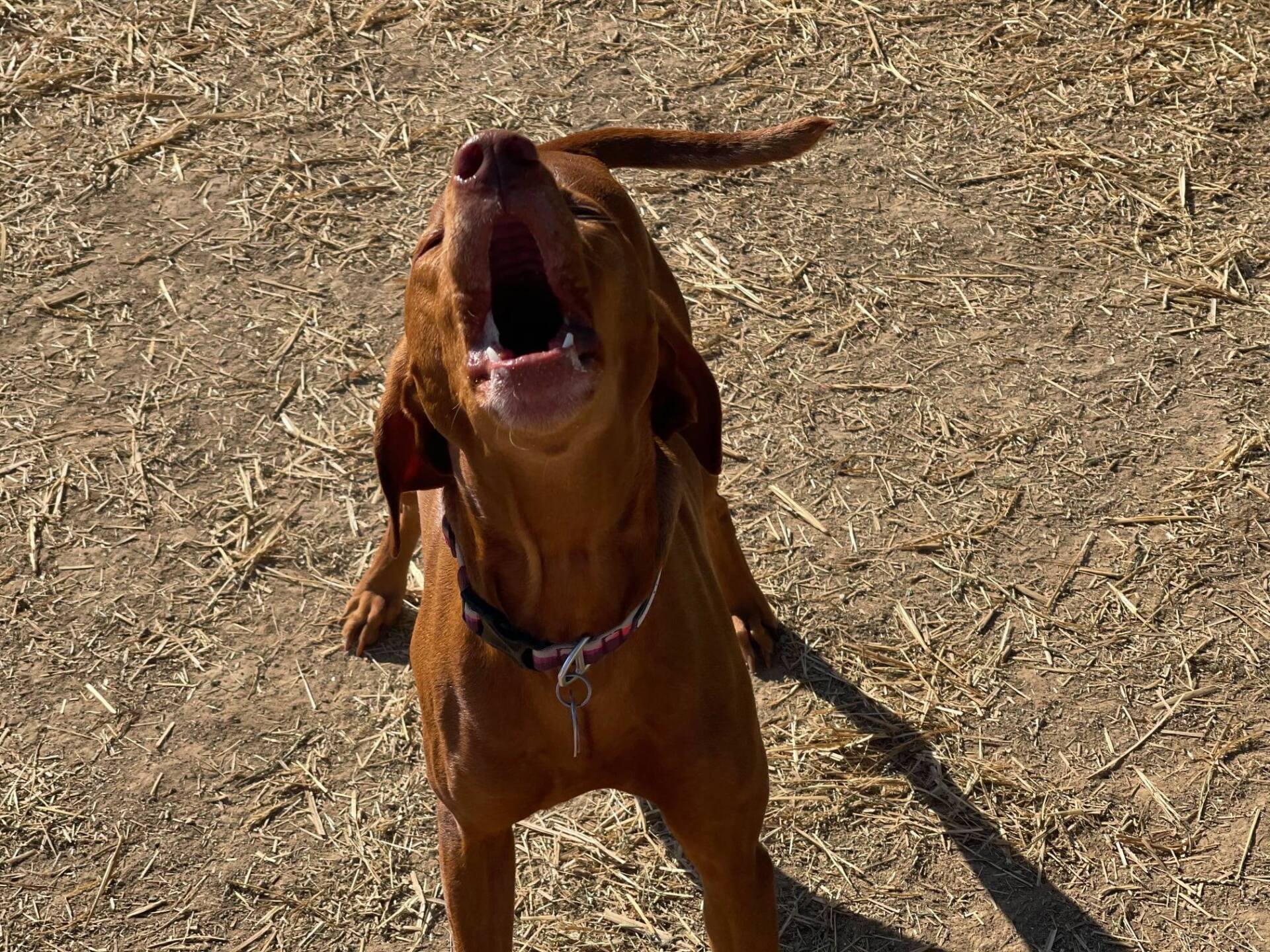 Dog grooming in Chattanooga TN – Professional pet spa services
