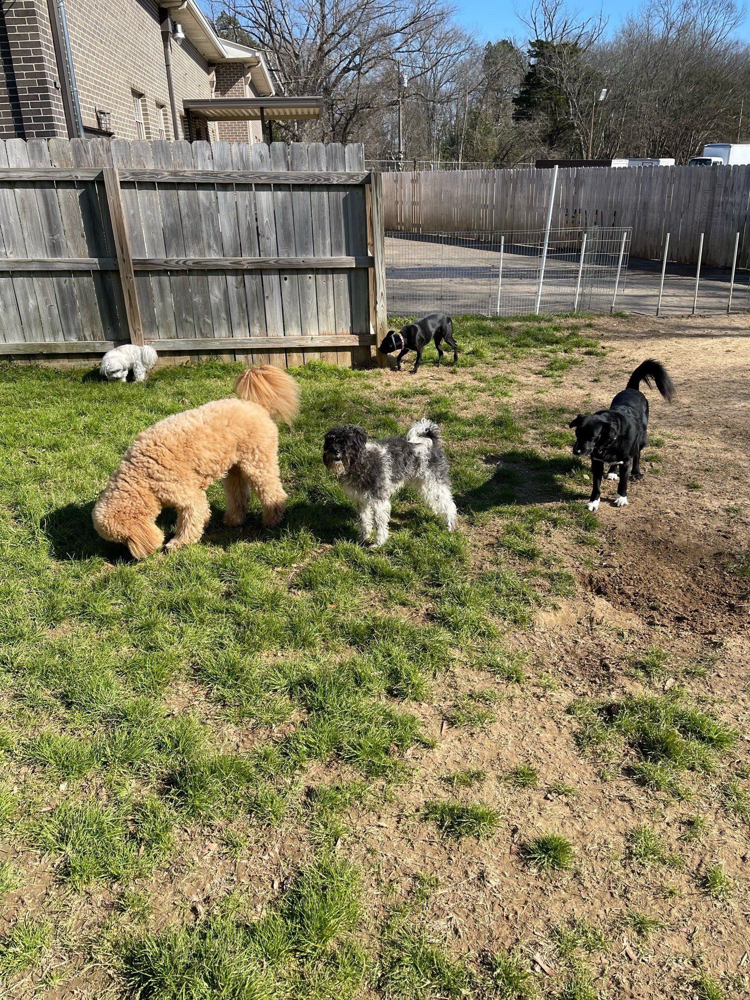 Custom pet services in Chattanooga TN – Tailored care for all pets
