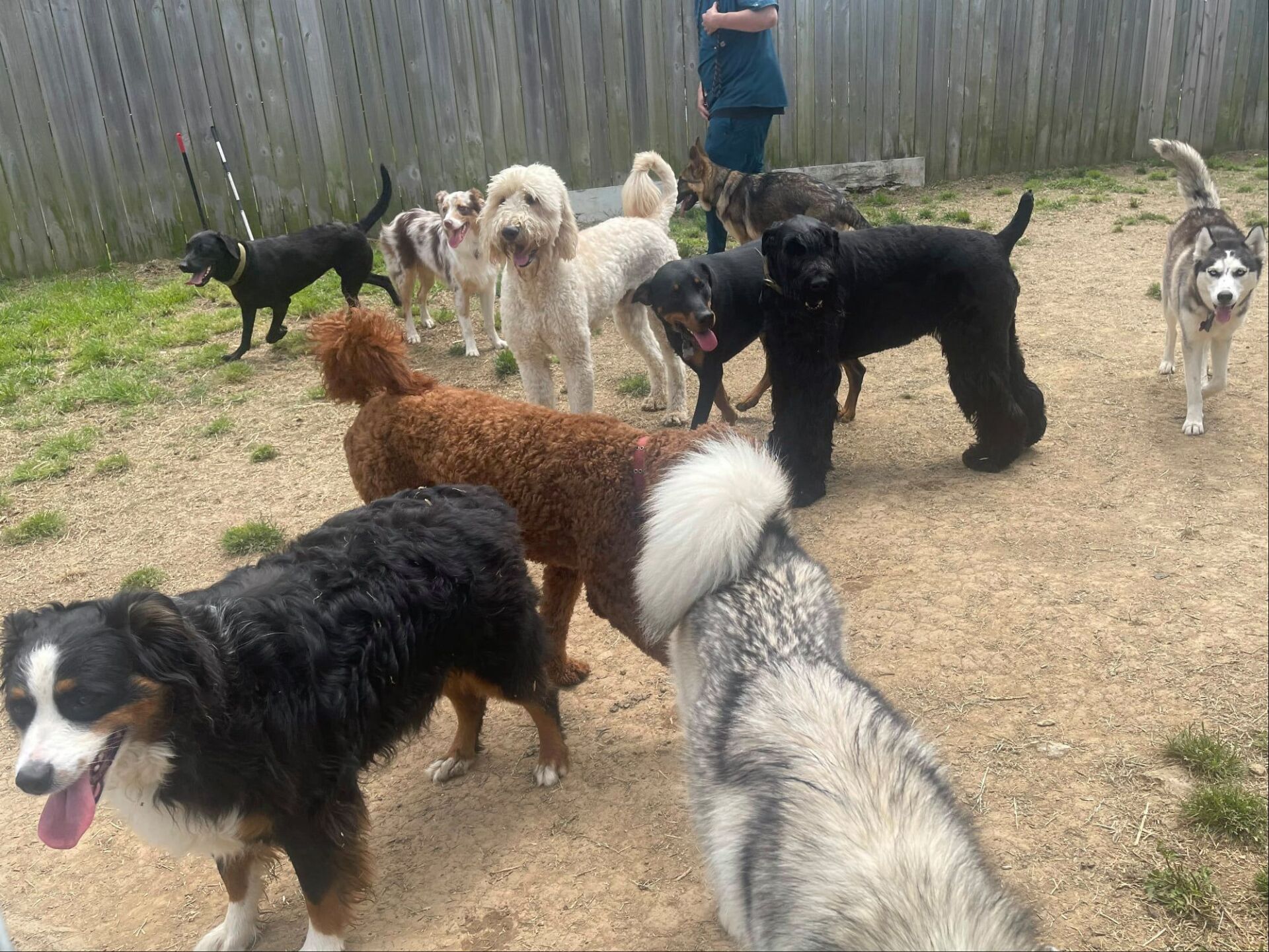 Dog boarding Chattanooga TN – Spacious outdoor play area
