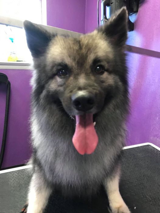 Luxury pet hotel in Chattanooga TN – Spacious pet boarding suites
