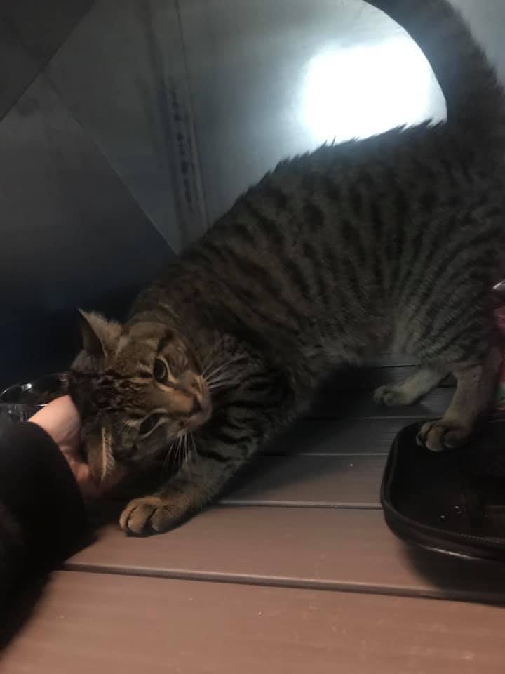 Cat boarding in Chattanooga TN – Cozy and secure cat accommodations
