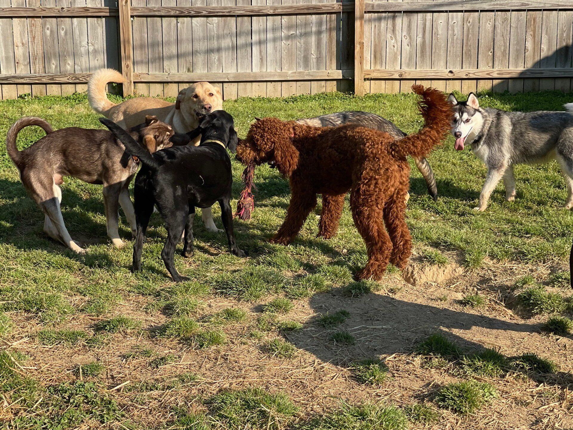 Cat spa services in Chattanooga TN – Relaxing feline massage
