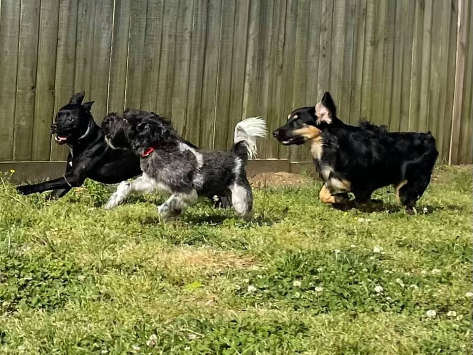 Pet sitter services in Chattanooga TN – Loving care for pets
