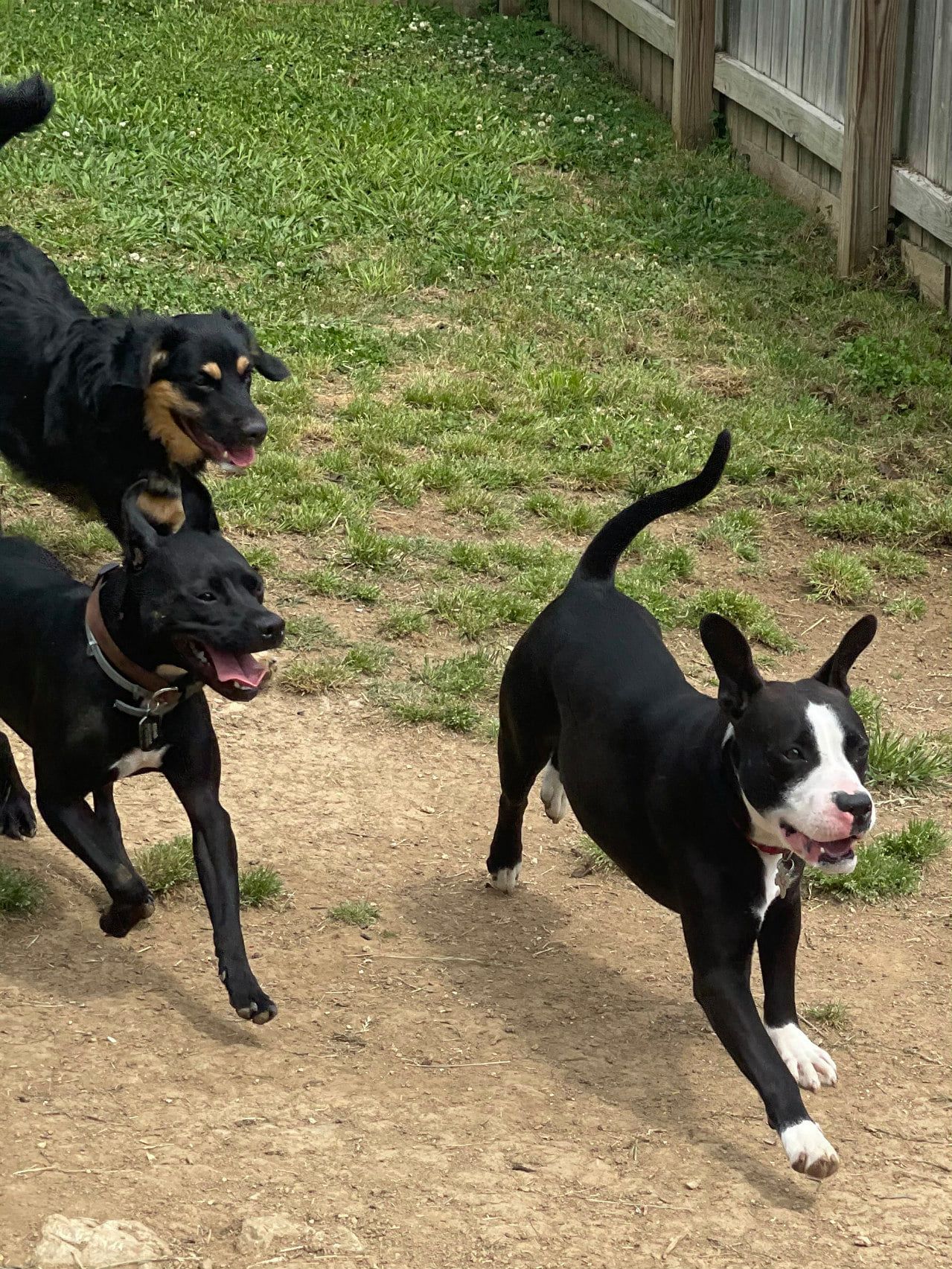 Luxury pet hotel Chattanooga TN – Elegant pet-friendly suites
