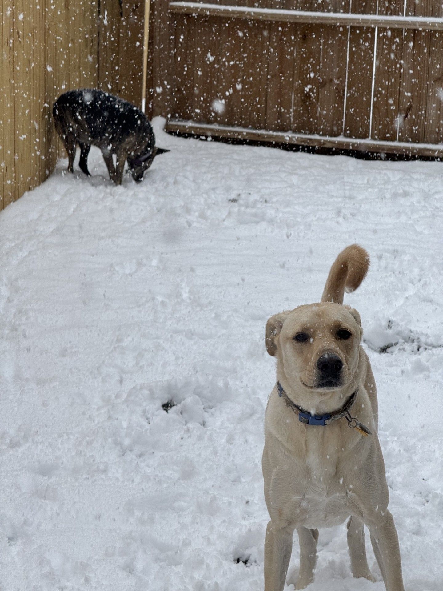 Dog grooming classes Chattanooga TN
