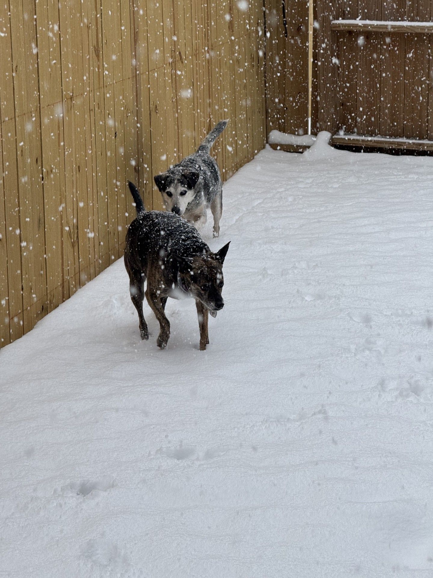 Dog daycare services Chattanooga TN