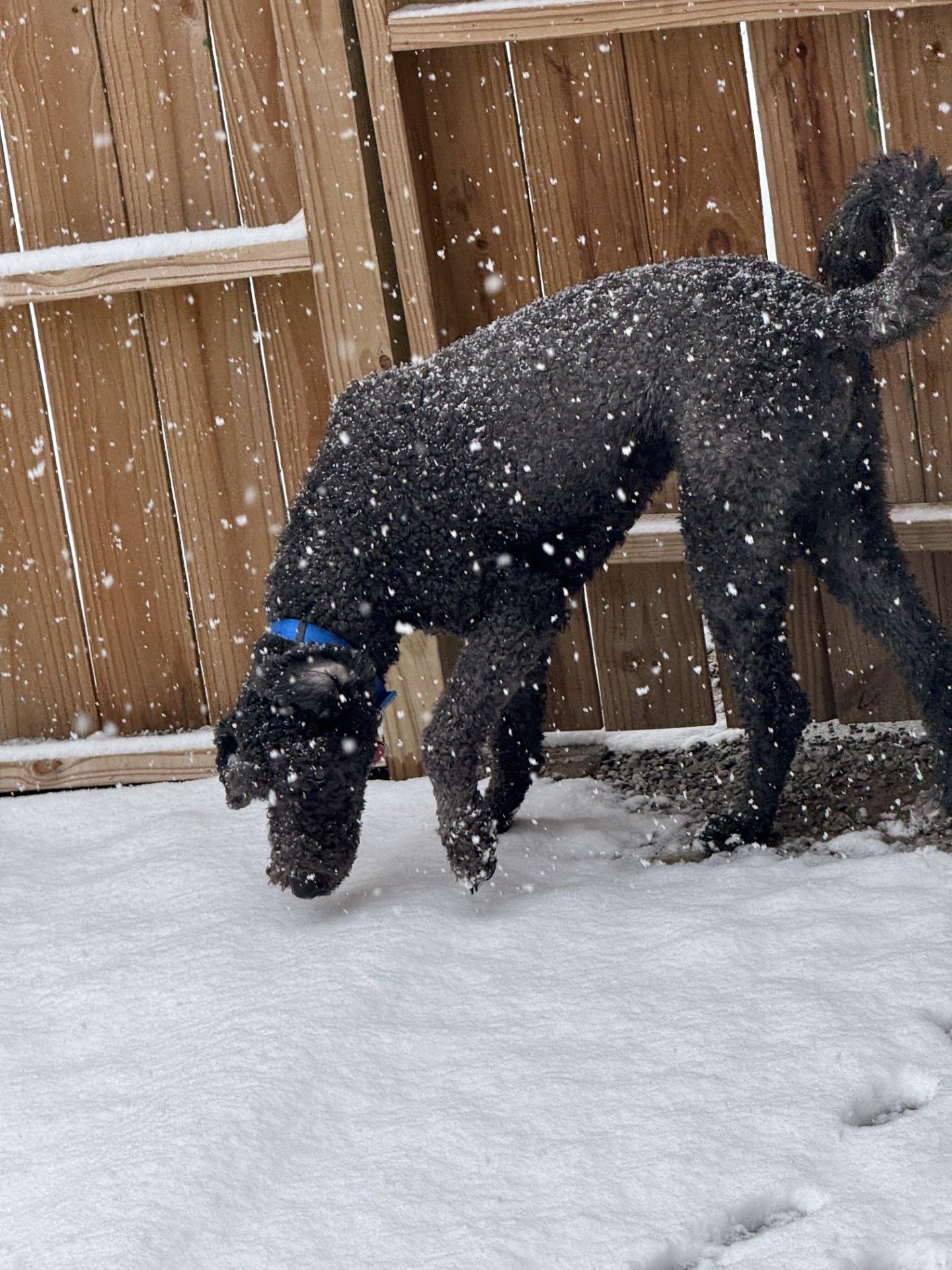 Dog boarding Chattanooga TN