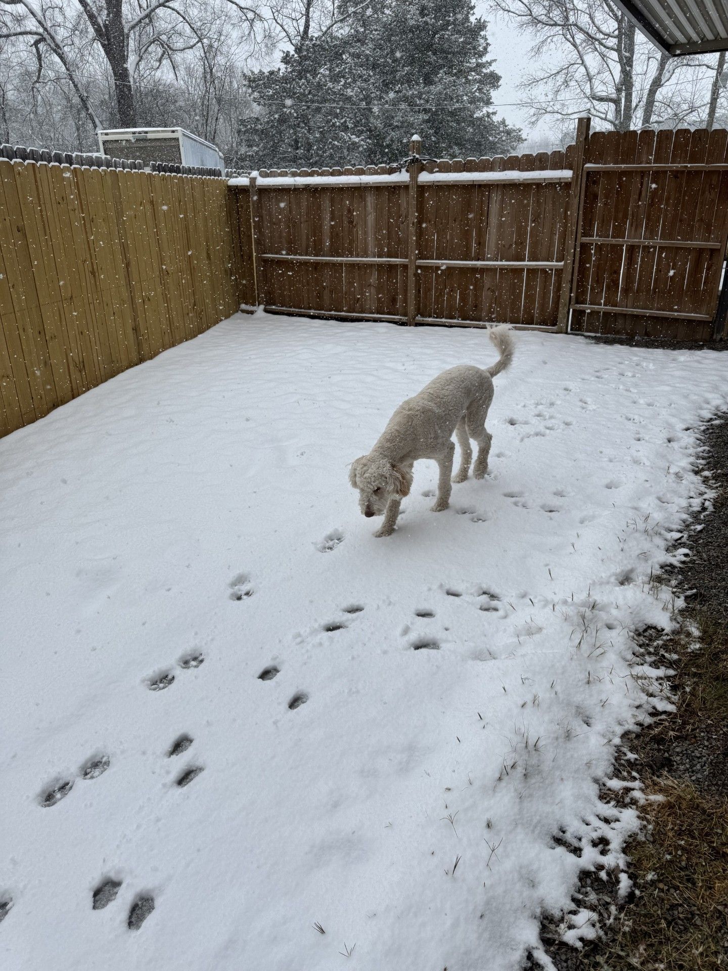 Affordable Dog Grooming Services Chattanooga TN