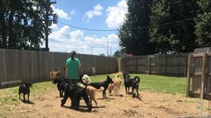 Top-Rated Pet Grooming in Chattanooga TN
