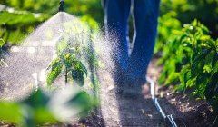 A person is watering plants in a garden with a hose.