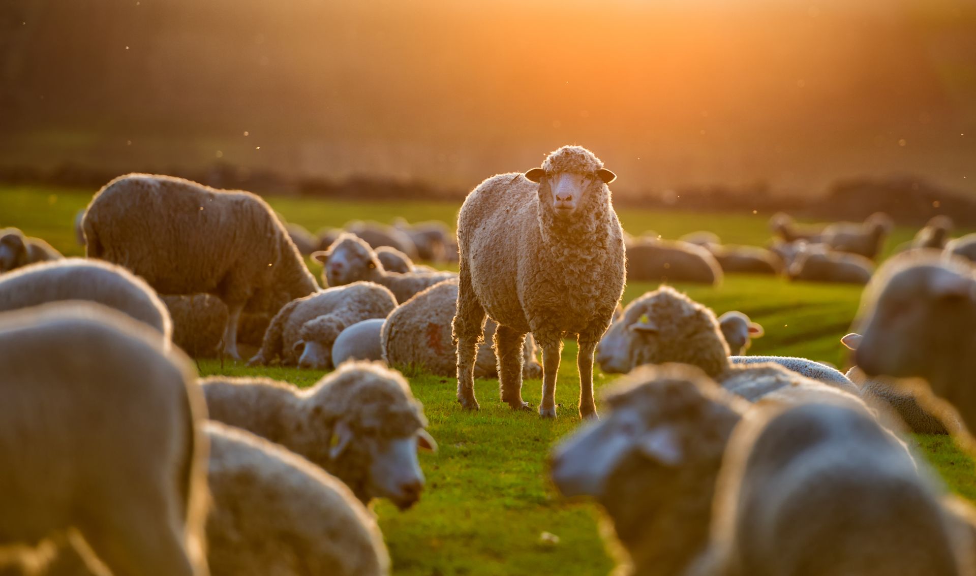 Un troupeau de moutons paissant dans un champ au coucher du soleil.