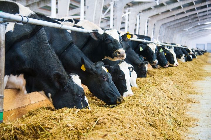 Un troupeau de vaches mange du foin dans une grange.