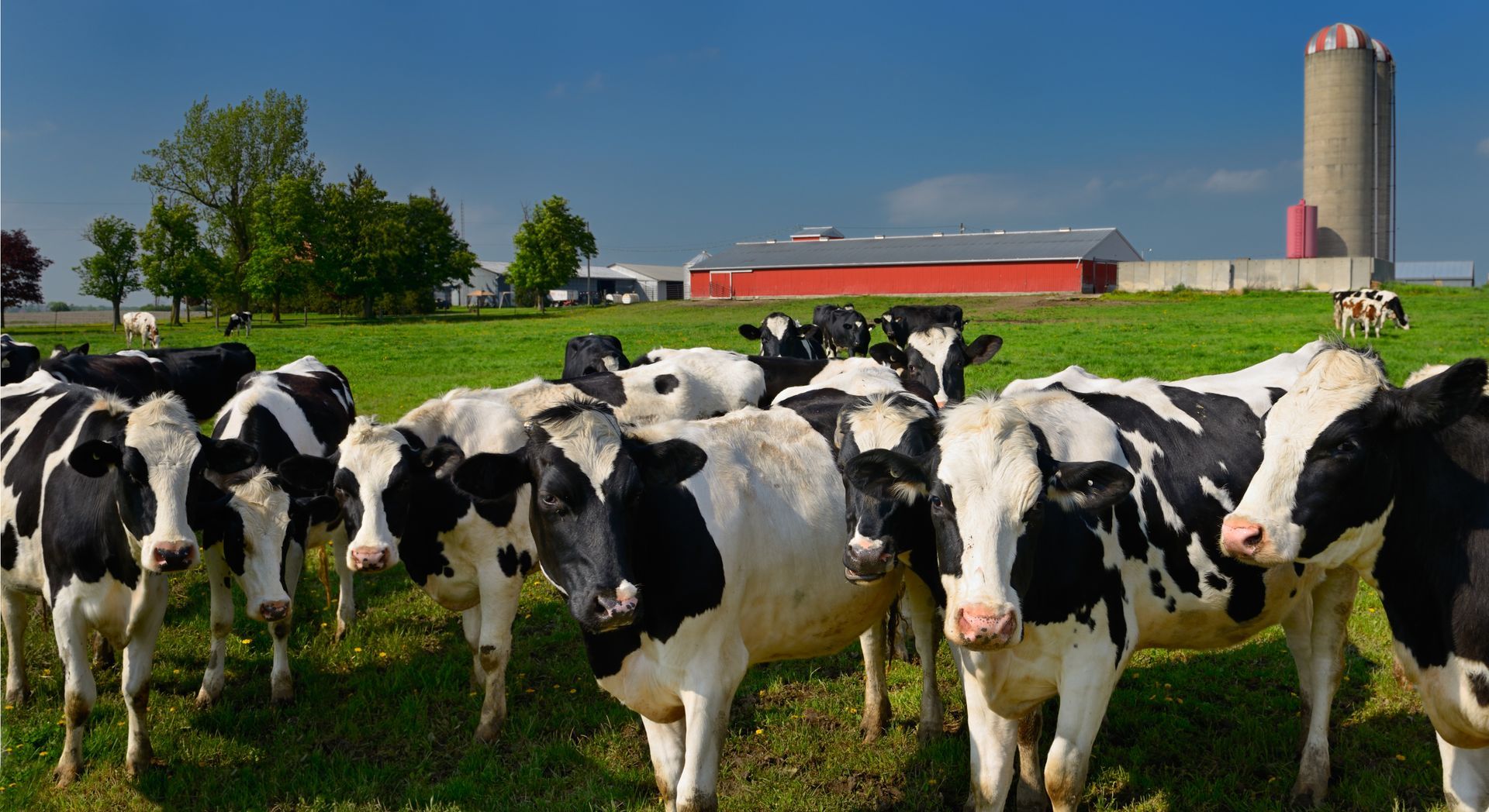 Un troupeau de vaches noires et blanches debout dans un champ herbeux