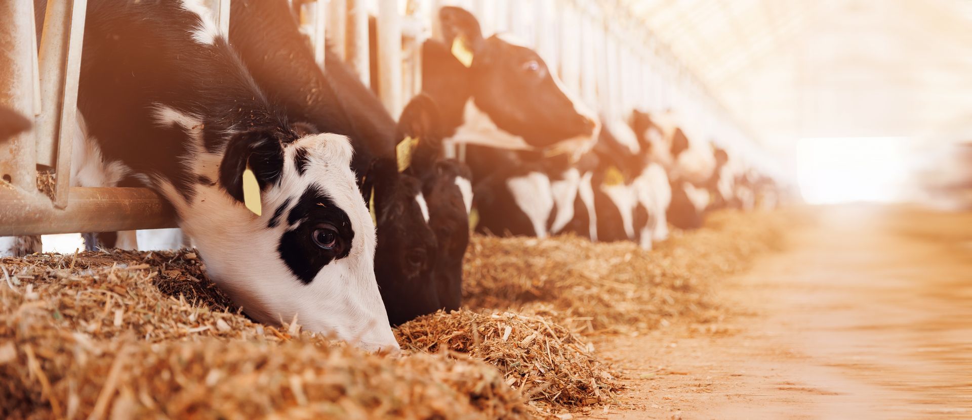 A herd of cows are eating hay in a barn.