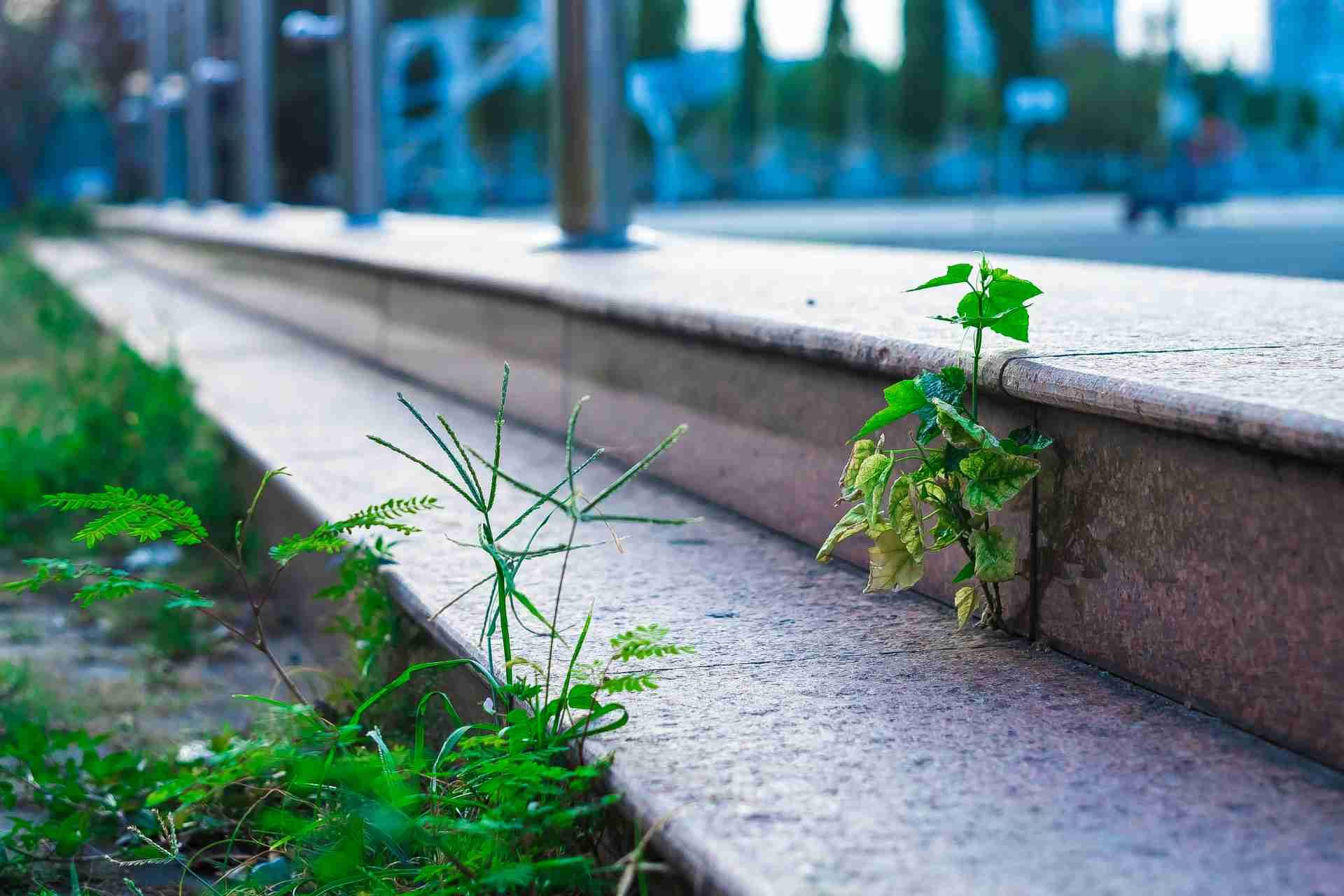 Best Natural Weed Killers That Actually Work