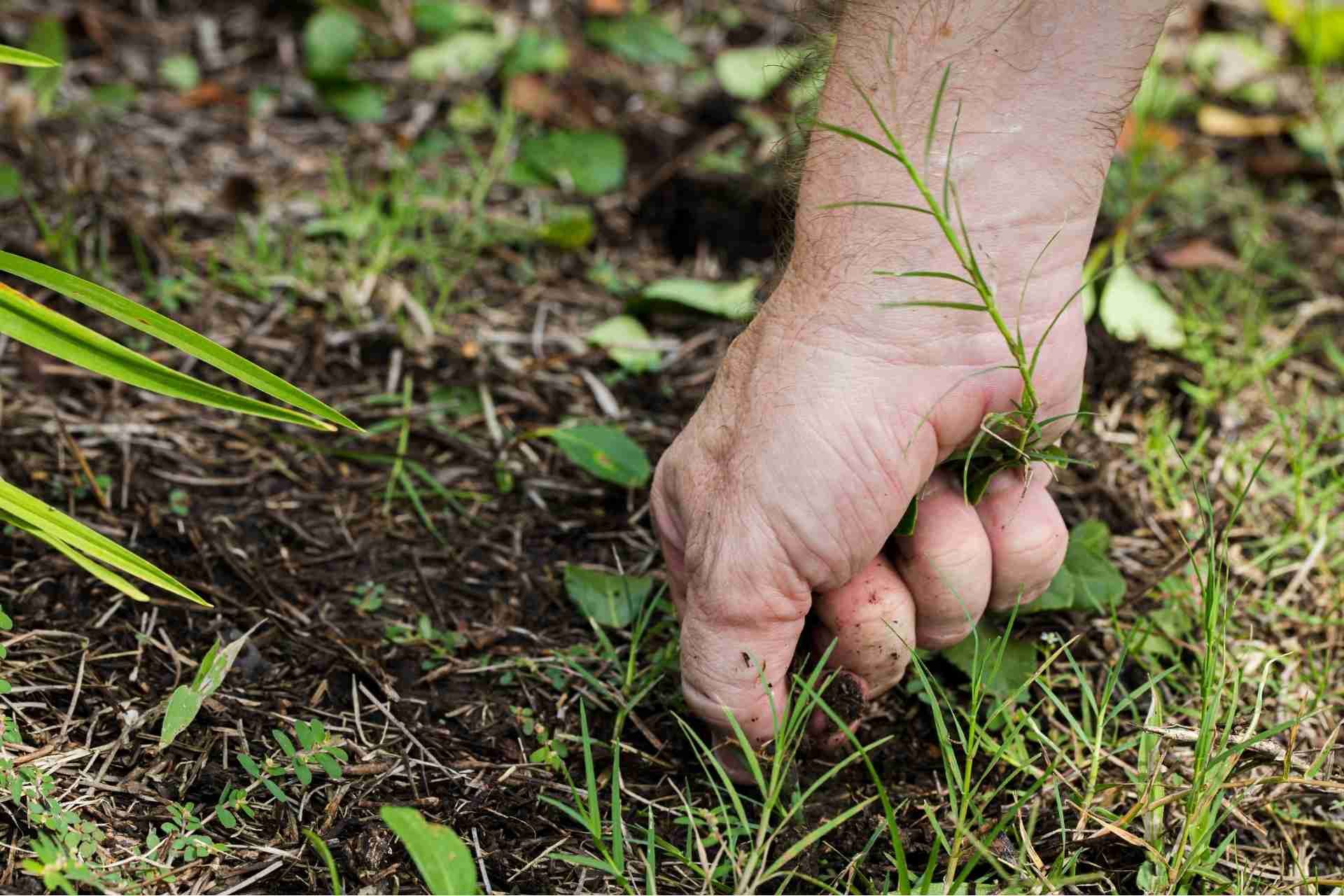 Common Texas Lawn Weeds and How to Get Rid of Them