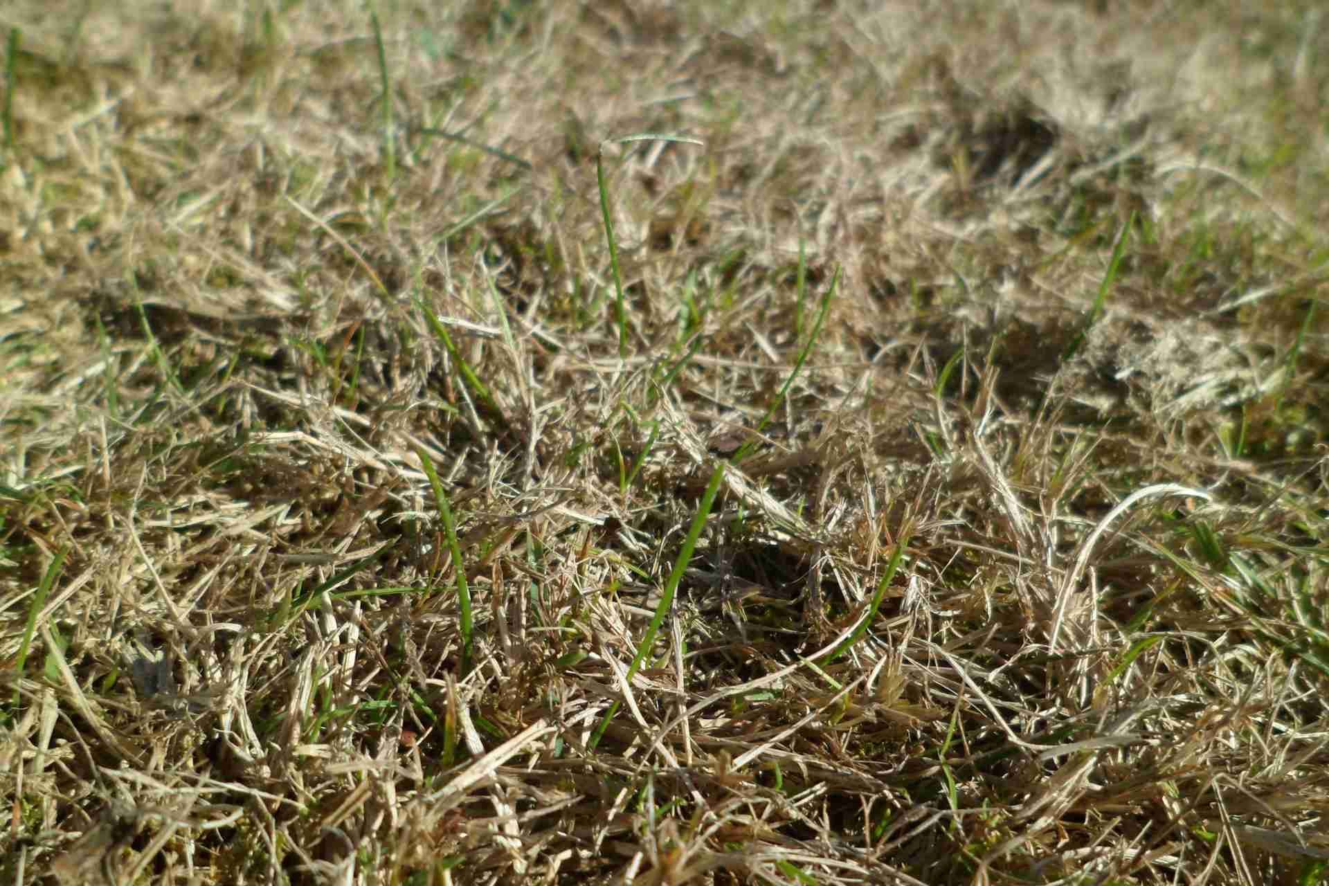 How to Protect Your Lawn During Texas Droughts