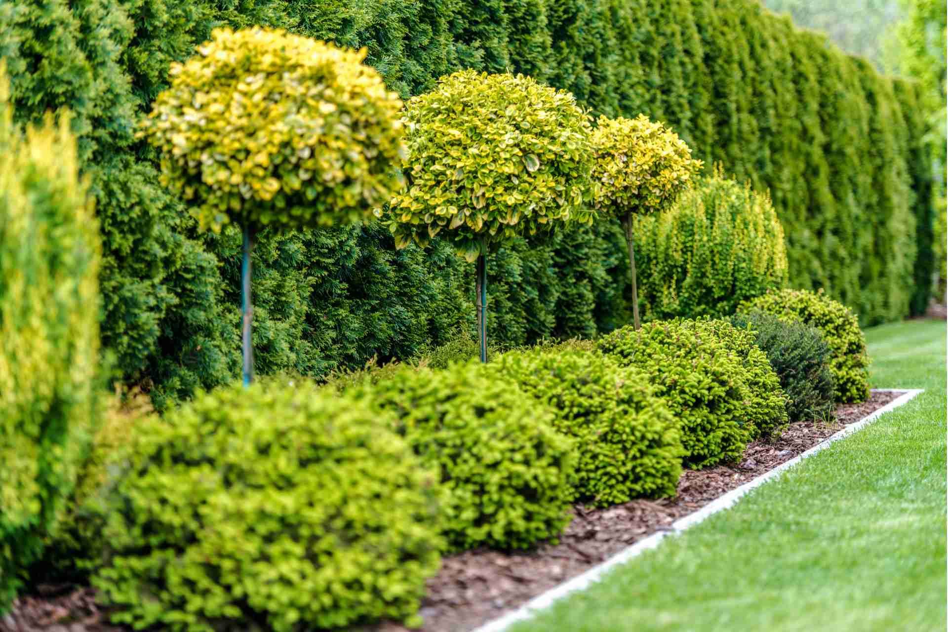 Low Maintenance Shrubs That Thrive in Texas Heat