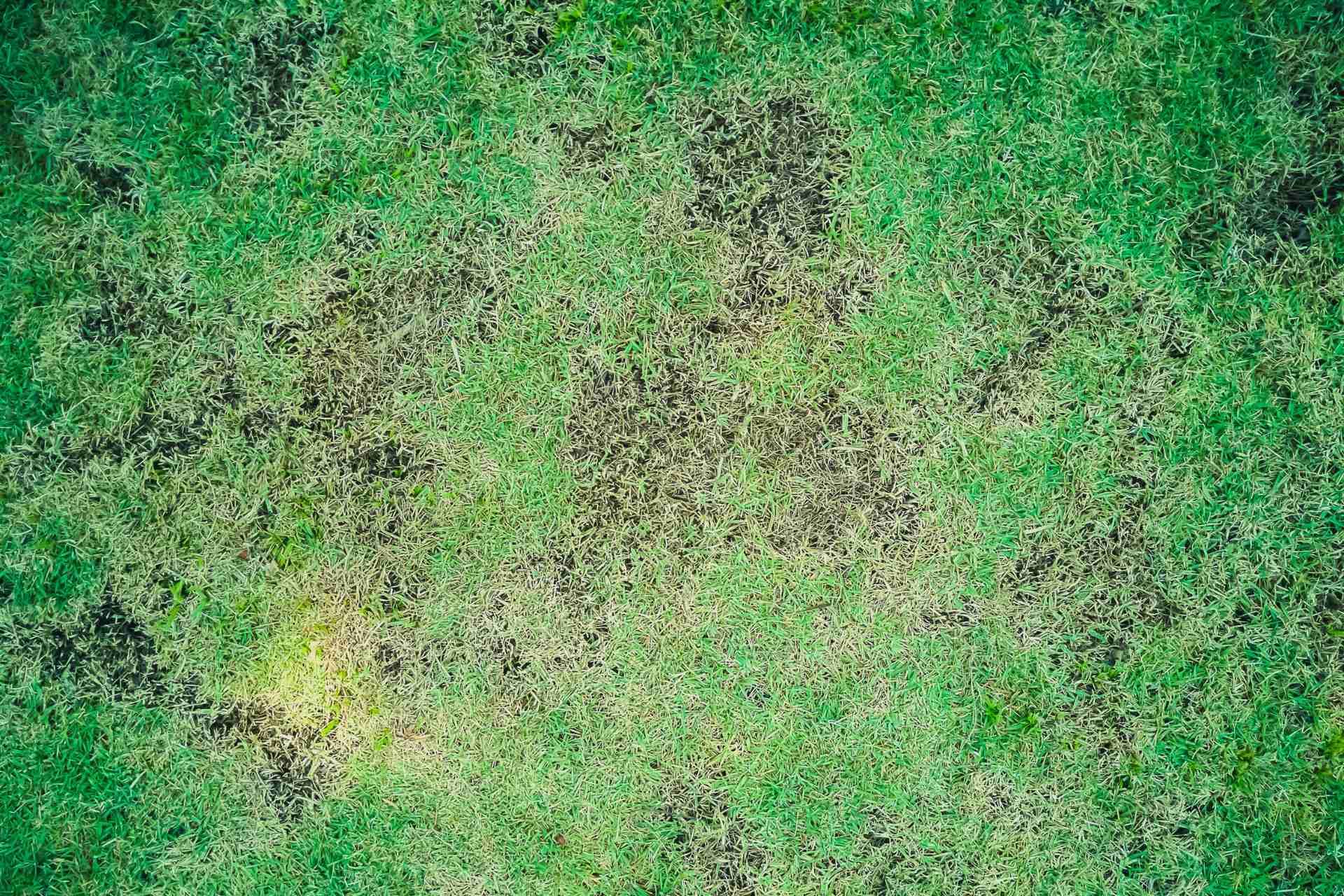 Pest & Disease Identification Guide for Texas Lawns