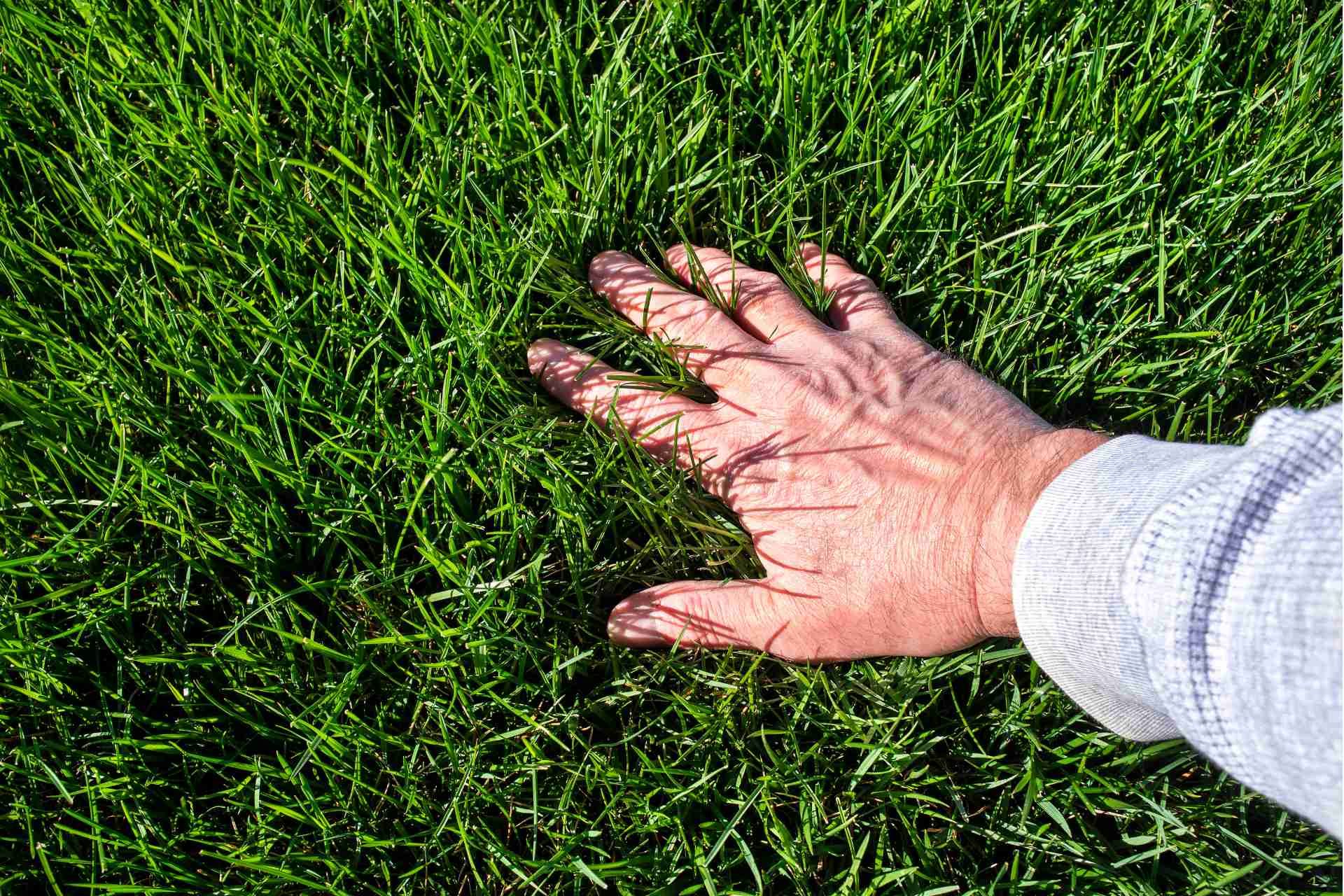 The Benefits of Organic Lawn Care: Safe Practices for Families and Pets