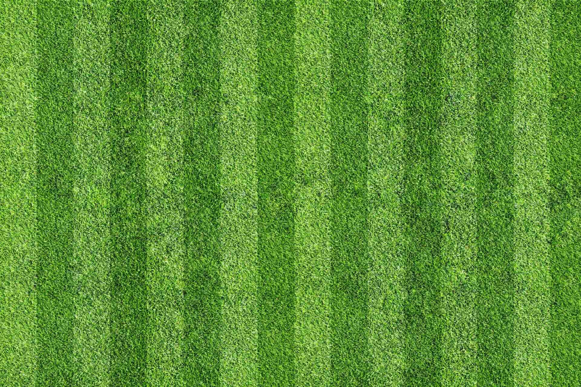 The Best Grass Types for Texas Lawns