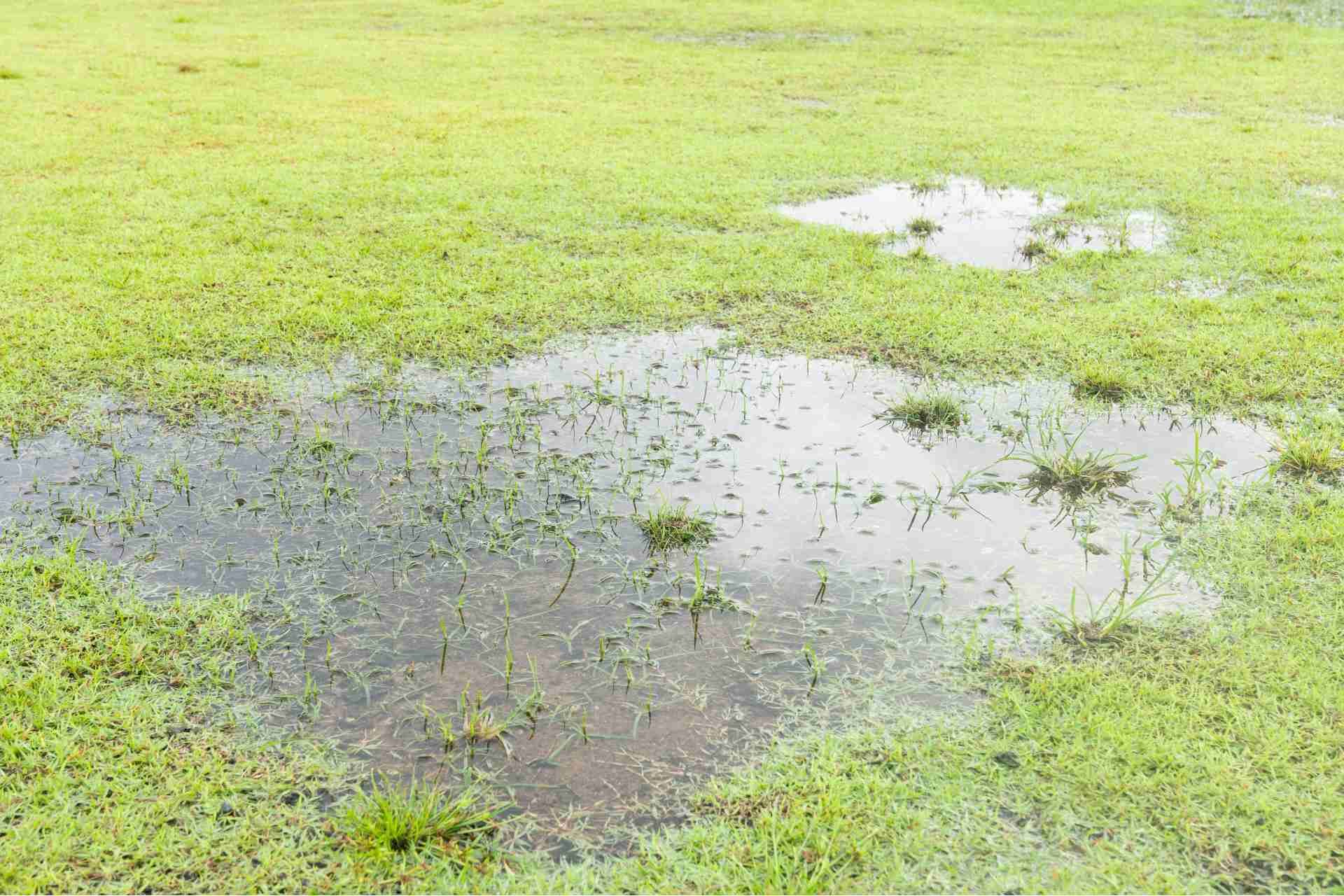 What Your Lawn Is Telling You: Common Signs of Stress in McKinney Turfgrass