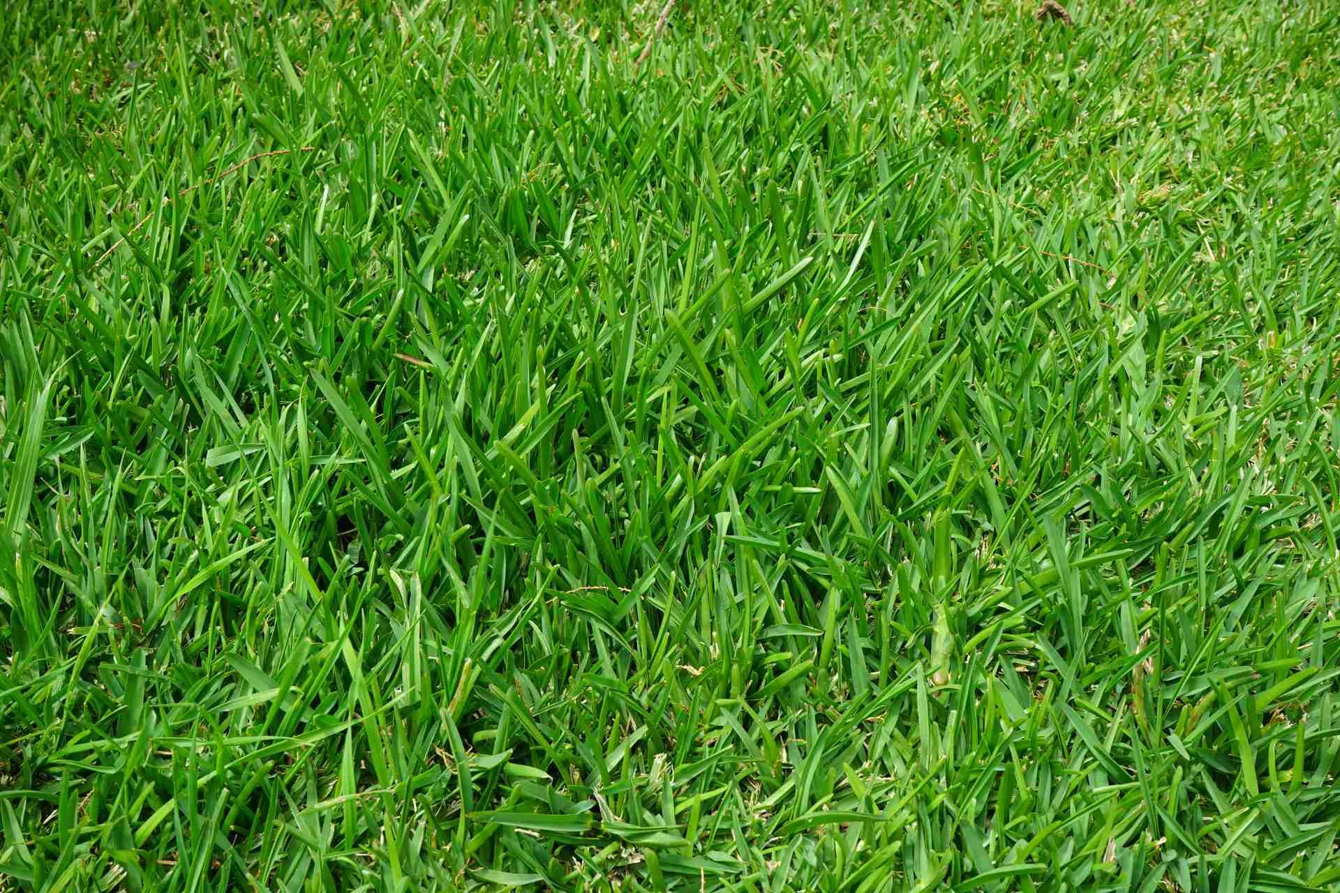 What to Know When Choosing the Right Grass for your Lawn