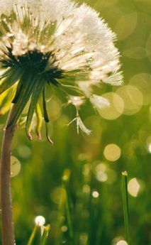 Weed Control